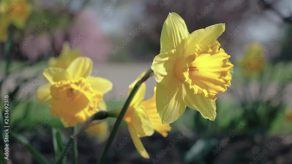Swaying from the light wind daffodils in the field, on a Sunny day. Swaying from the light wind daffodils in the field, on a Sunny day.