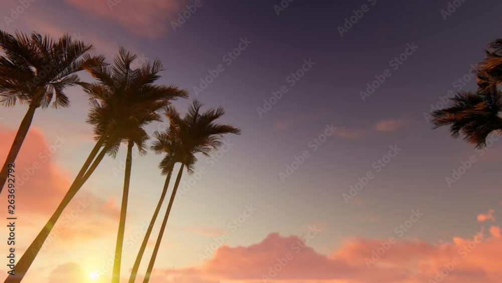 Palm tree alley on sunset Palm tree alley on sunset