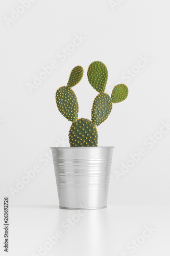 Opuntia cactus in a pot on a white table.