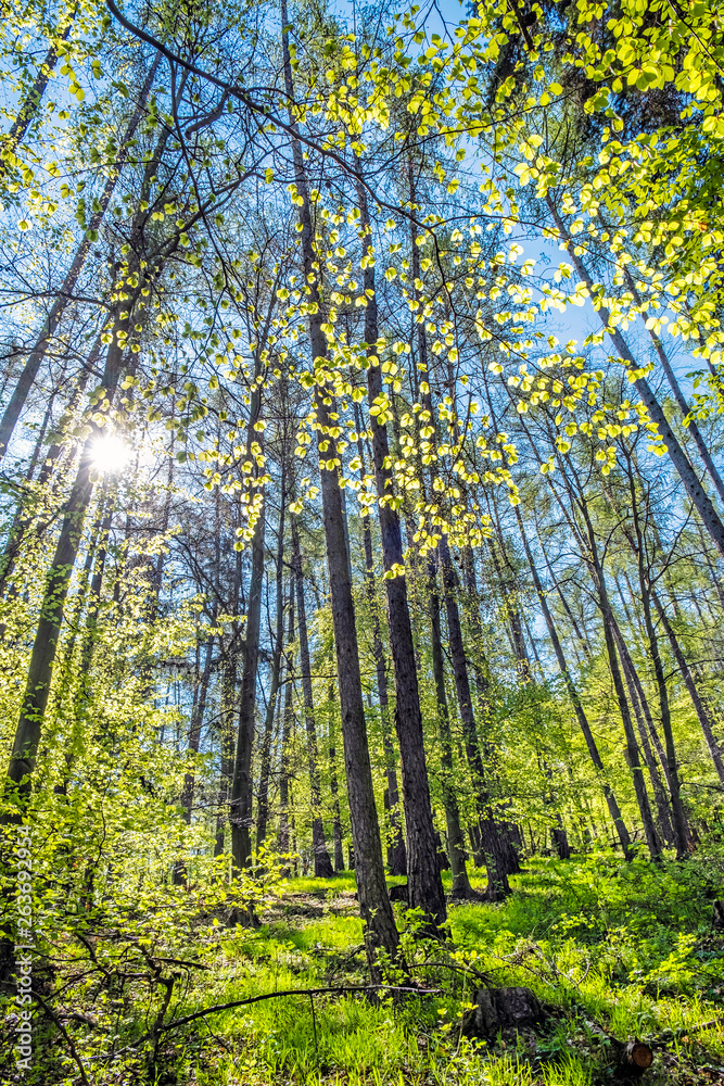 Obraz premium Beech forest near Tematin castle, Slovakia, spring time
