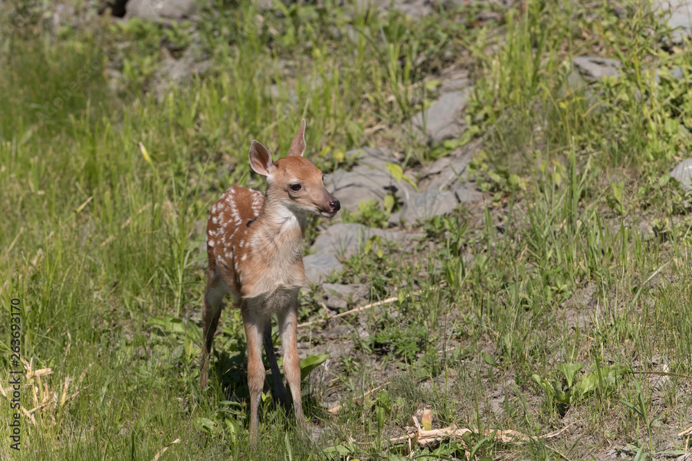 Obraz premium Cute White tailed deer fawn paling in meadow
