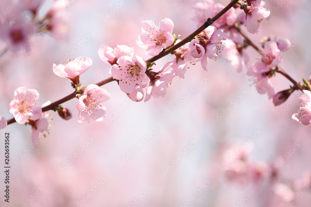 The lush blooming of pink flowers of the peach tree in the garden. The lush blooming of pink flowers of the peach tree in the garden.