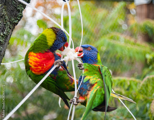 Dwie wielobarwne papugi © Robert