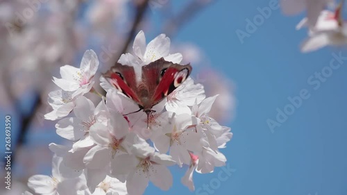 Butterfly on Sakura flowers on a Sunny spring day. The background is clear blue sky.