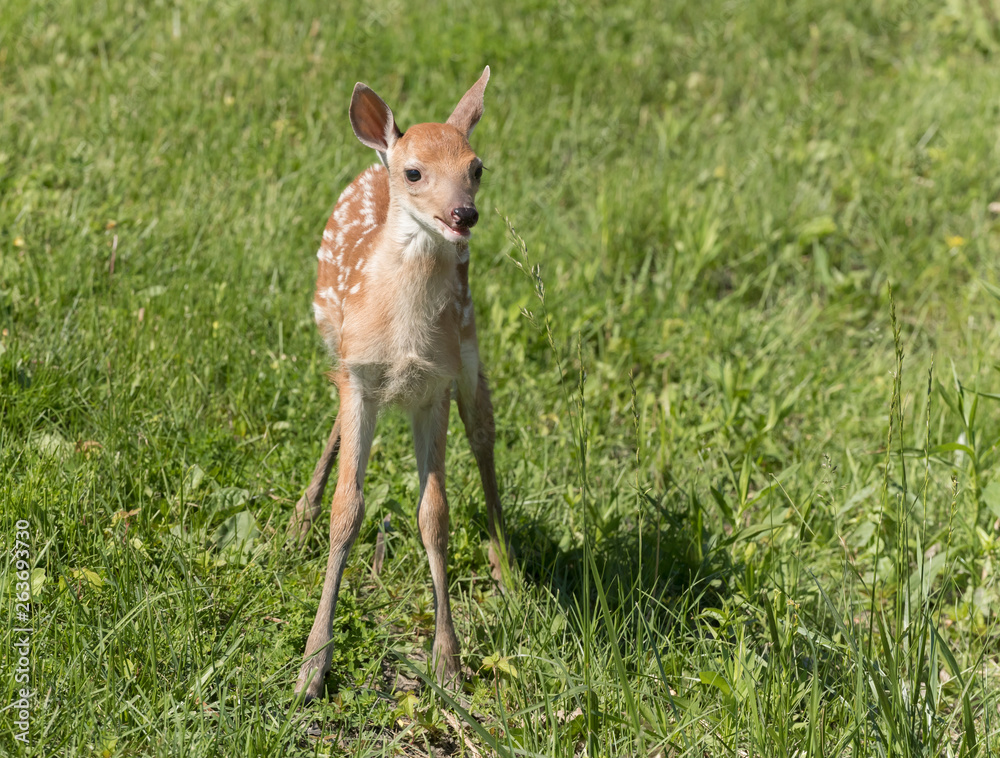 Fototapeta premium Cute White tailed deer fawn paling in meadow