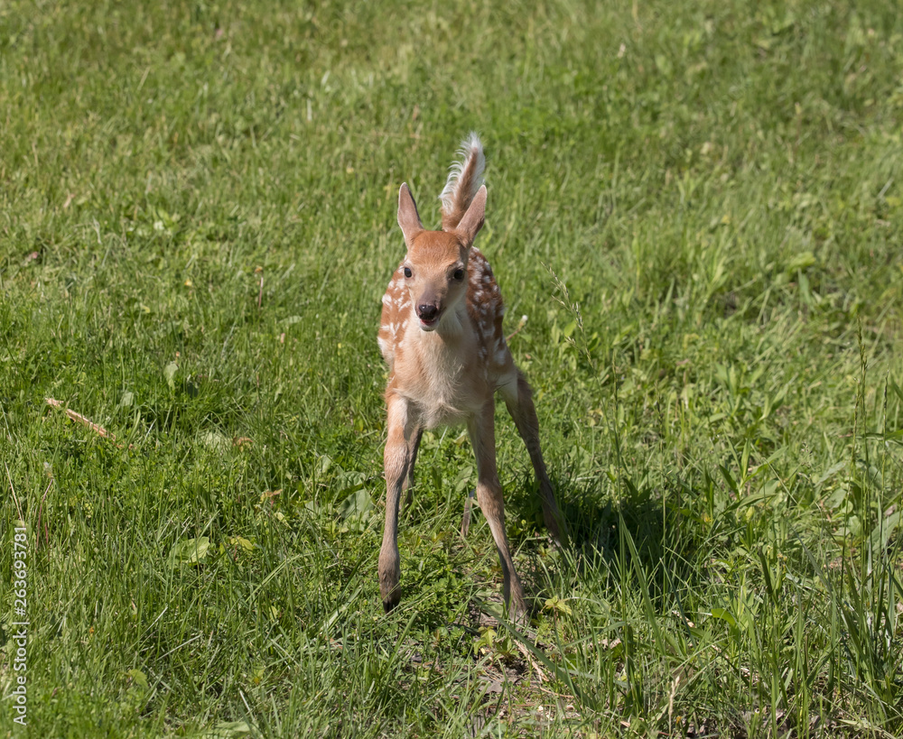 Fototapeta premium Cute White tailed deer fawn paling in meadow