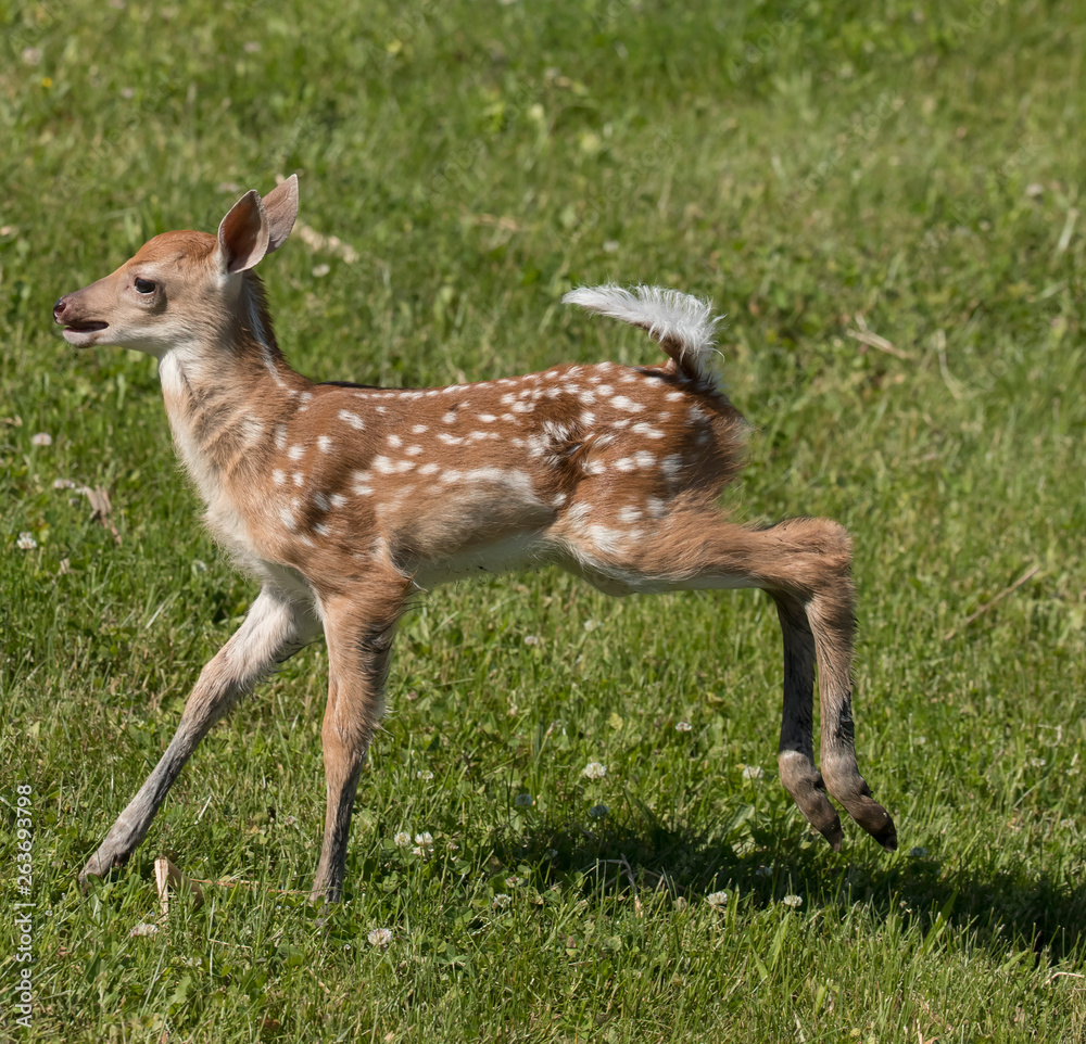 Cute White tailed deer fawn paling in meadow Cute White tailed deer fawn paling in meadow