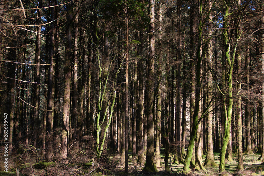 Dense woodland of Scots pine trees with some moss covered trunks Dense woodland of Scots pine trees with some moss covered trunks