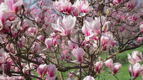 Blooming Magnolia in the Park on a Sunny spring day.