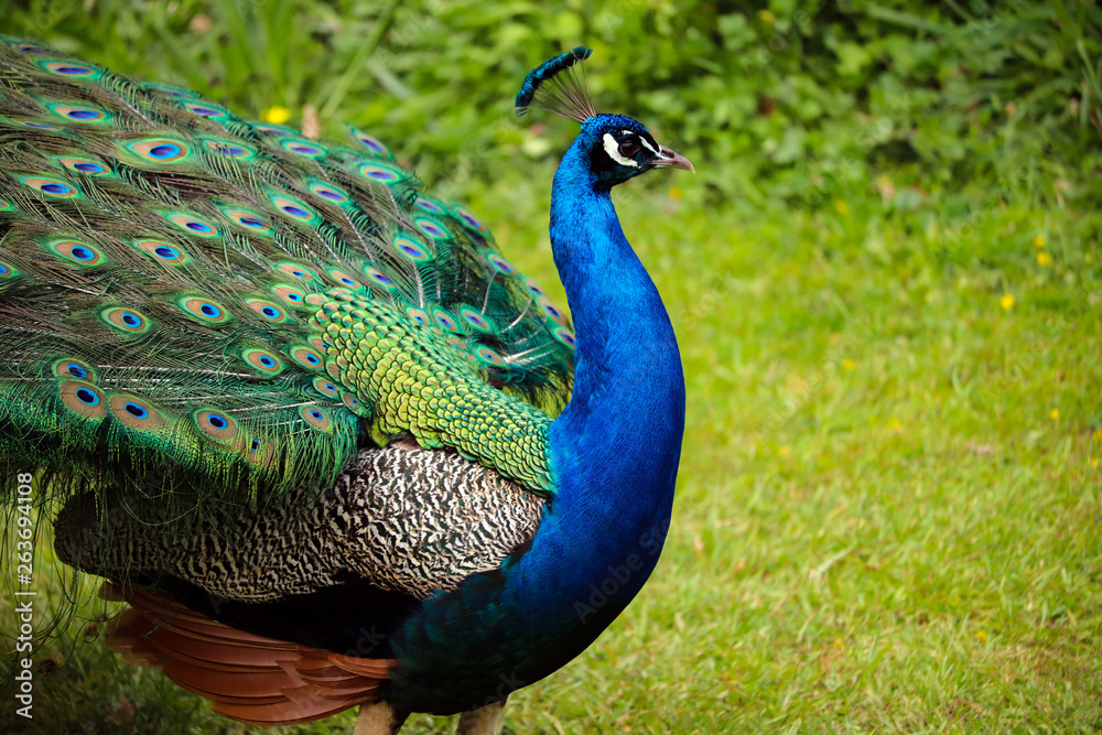 Fototapeta premium Male Peacock Outside