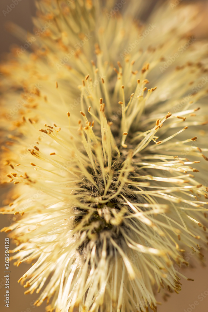 Fototapeta premium willow flowers on a branch