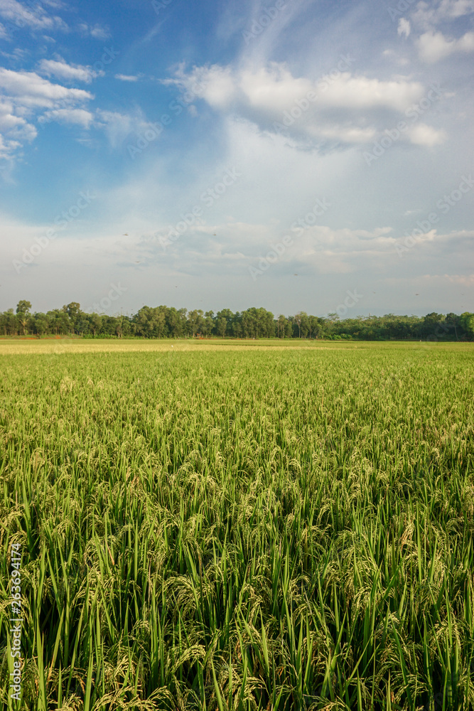 Paddy field on blue sky background