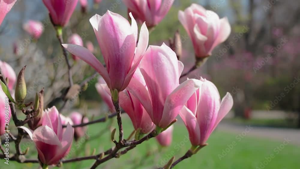 Blooming Magnolia in the Park on a Sunny spring day. Blooming Magnolia in the Park on a Sunny spring day.