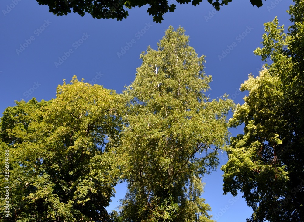 Green Summer Impressions from Citadel Park in Berlin Spandau on July 1, 2015, Germany Green Summer Impressions from Citadel Park in Berlin Spandau on July 1, 2015, Germany