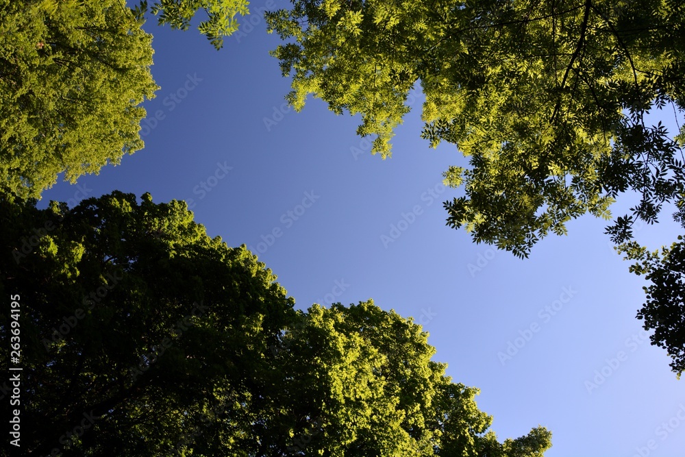 Green Summer Impressions from Citadel Park in Berlin Spandau on July 1, 2015, Germany Green Summer Impressions from Citadel Park in Berlin Spandau on July 1, 2015, Germany