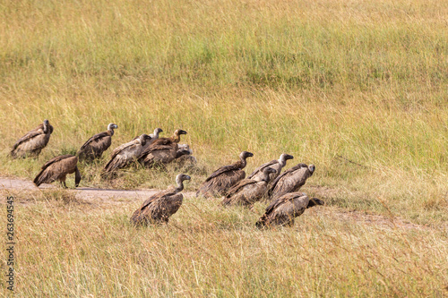 Flock with White backed vulture on the ground in masai Mara, Kenya