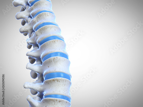 Schilderij op canvas 3d rendered medically accurate illustration of the human spine