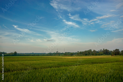 Paddy field on blue sky background