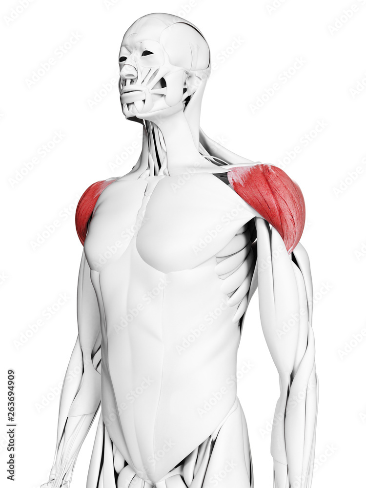 3d rendered medically accurate illustration of the deltoid 3d rendered medically accurate illustration of the deltoid