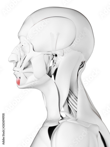 3d rendered medically accurate illustration of the depressor labii inferioris