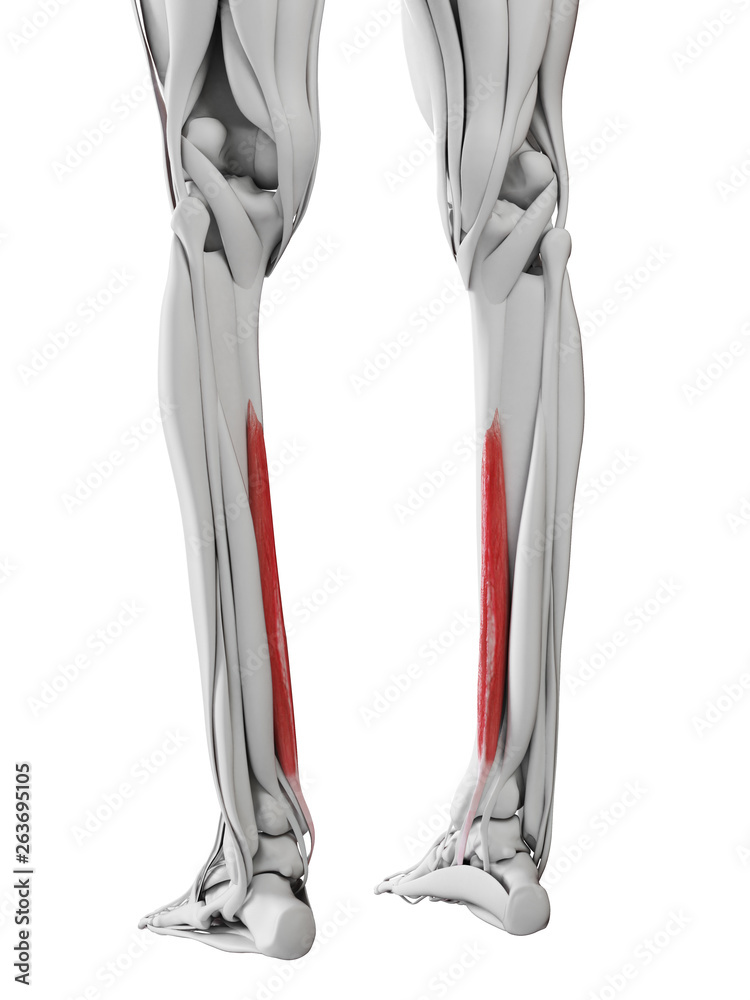 3d rendered medically accurate illustration of the flexor digitorum longus 3d rendered medically accurate illustration of the flexor digitorum longus