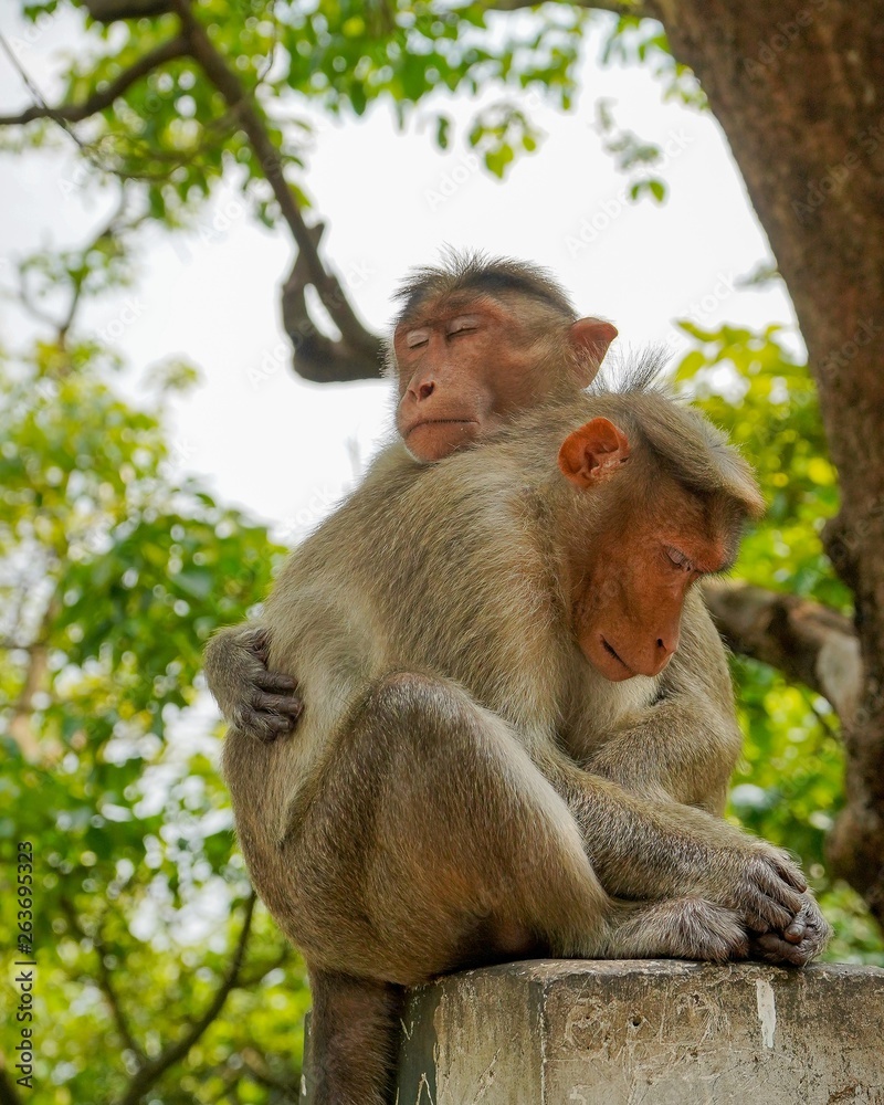 Love monkey Love monkey