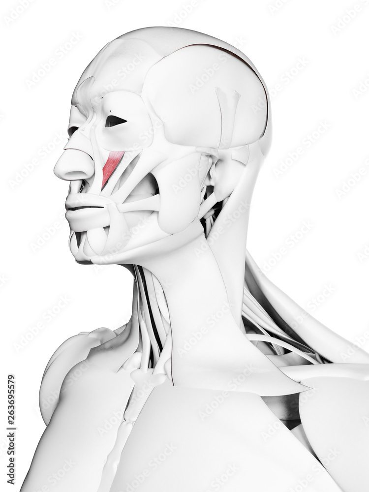 3d rendered medically accurate illustration of the levator labii superioris 3d rendered medically accurate illustration of the levator labii superioris