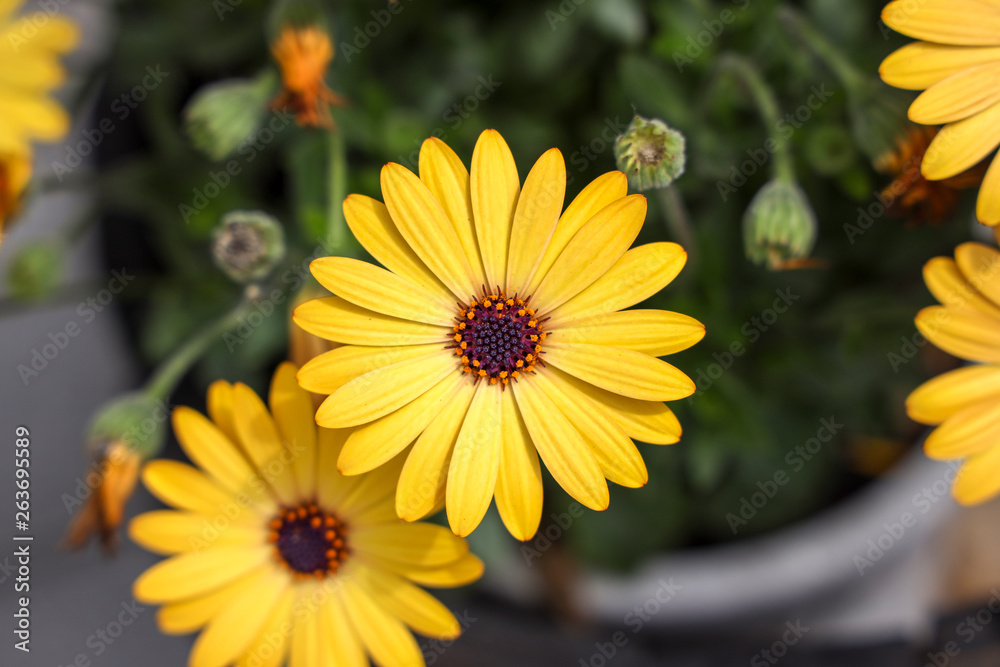 京都ぶらり 鴨川あたりで春の黄色い花 Stock 写真 Adobe Stock