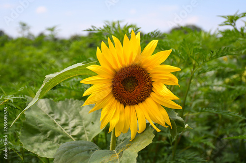 Sunflower, isolated in a field