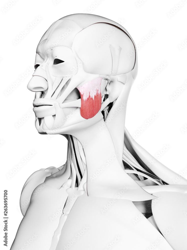 3d rendered medically accurate illustration of the superior masseter 3d rendered medically accurate illustration of the superior masseter