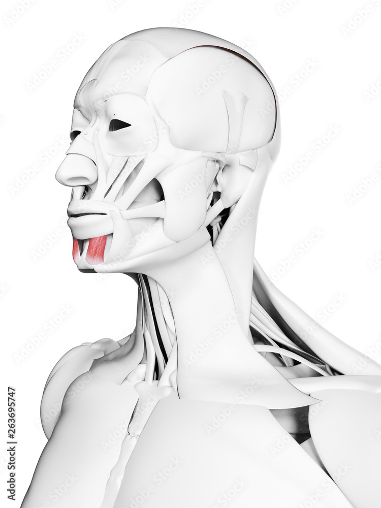 3d rendered medically accurate illustration of the mentalis