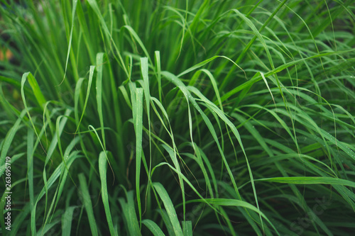 lemongrass in sufficient economy garden photo