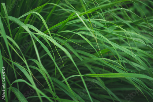 lemongrass in sufficient economy garden