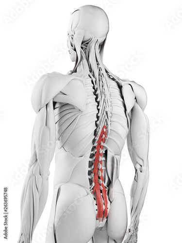 3d rendered medically accurate illustration of the multifidus photo