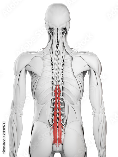 3d rendered medically accurate illustration of the multifidus photo