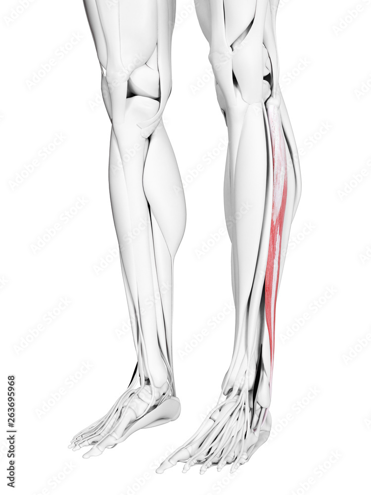 3d rendered medically accurate illustration of the peroneus longus 3d rendered medically accurate illustration of the peroneus longus