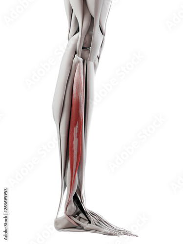 3d rendered medically accurate illustration of the peroneus longus