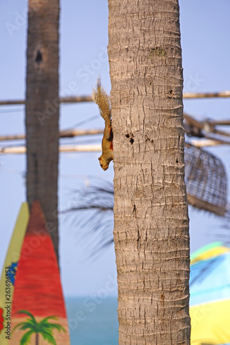 Ein Eichhörnchen will surfen lernen