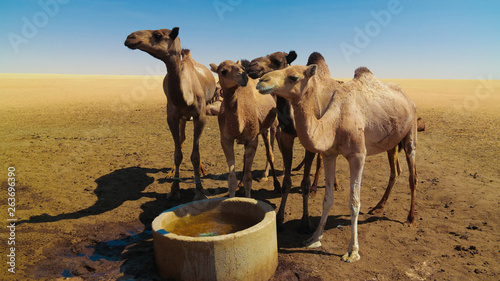 Portrait of drinking camels at the desert well in Ouled-Rachid, Batha, Chad photo