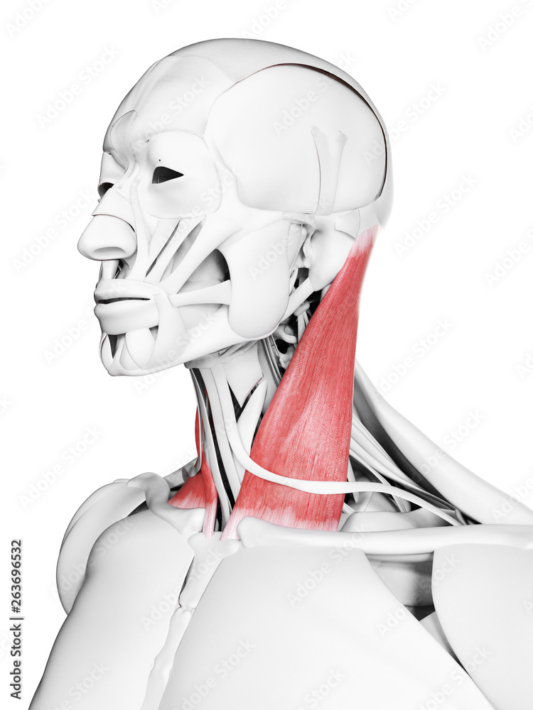 3d rendered medically accurate illustration of the sternoclaidomastoid 3d rendered medically accurate illustration of the sternoclaidomastoid