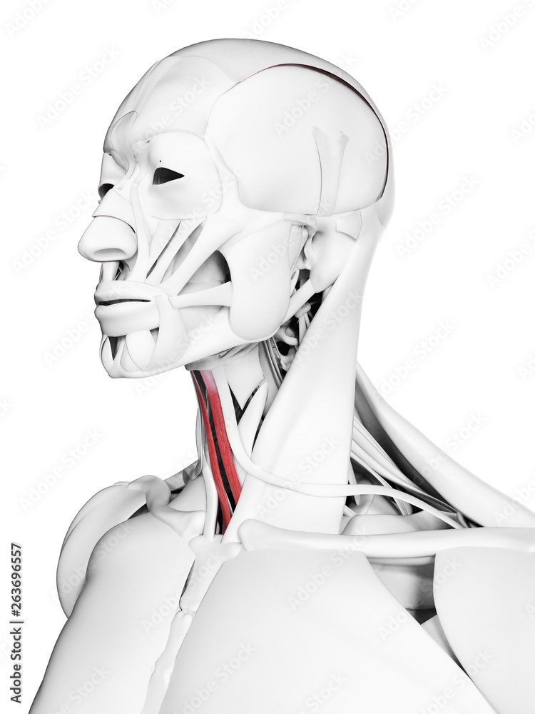 3d rendered medically accurate illustration of the sternohyoid 3d rendered medically accurate illustration of the sternohyoid