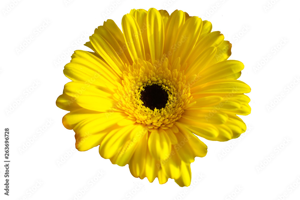 Beautiful daisy gerbera flower isolated on white background Beautiful daisy gerbera flower isolated on white background