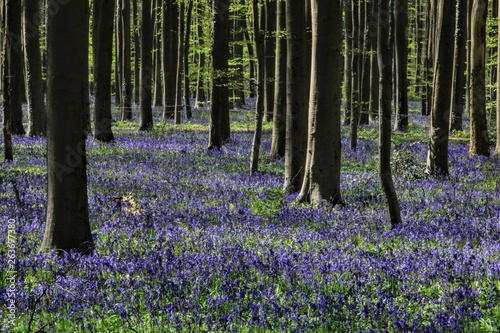 Blue hyacinths from Hal wood  Belgium 