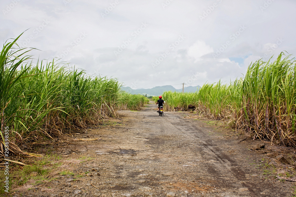 Happy people, children, running in sugarcane field on Mauritius island
