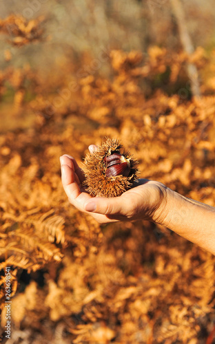 Chestnuts harvested by hand in the Sierra de Aracena, Andalusia, Spain photo