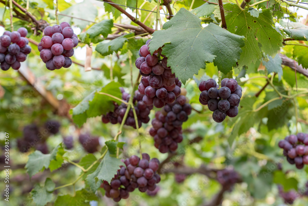 The grape tree and the fruit, on the branch The grape tree and the fruit, on the branch