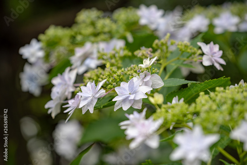 White lacecap hydrangeas flower, Closeup © pikumin