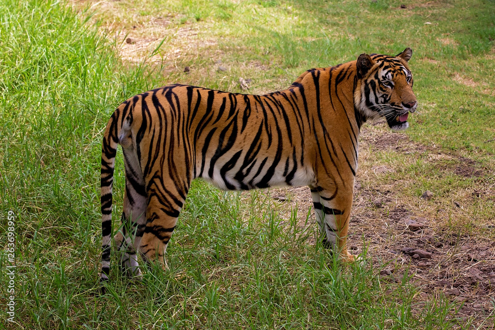 Tiger is resting in the shadow/wild animal in the nature habitat Tiger is resting in the shadow/wild animal in the nature habitat