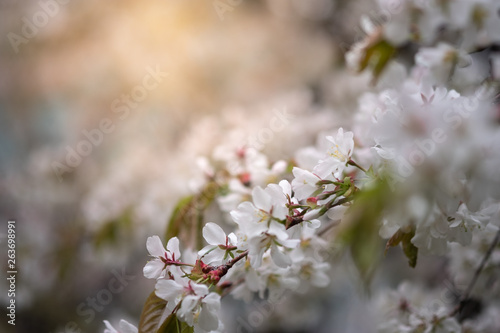 Closeup beautiful cherry blossom or Sakura flower on nature background.-Image.