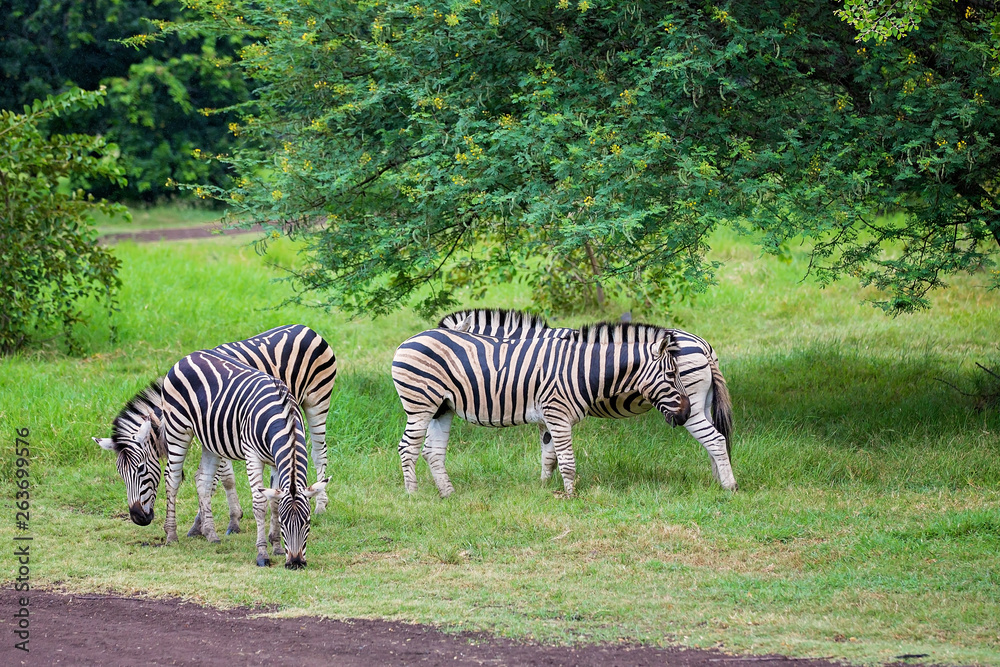 Herd of zebras and ostrich in the wild in park Herd of zebras and ostrich in the wild in park